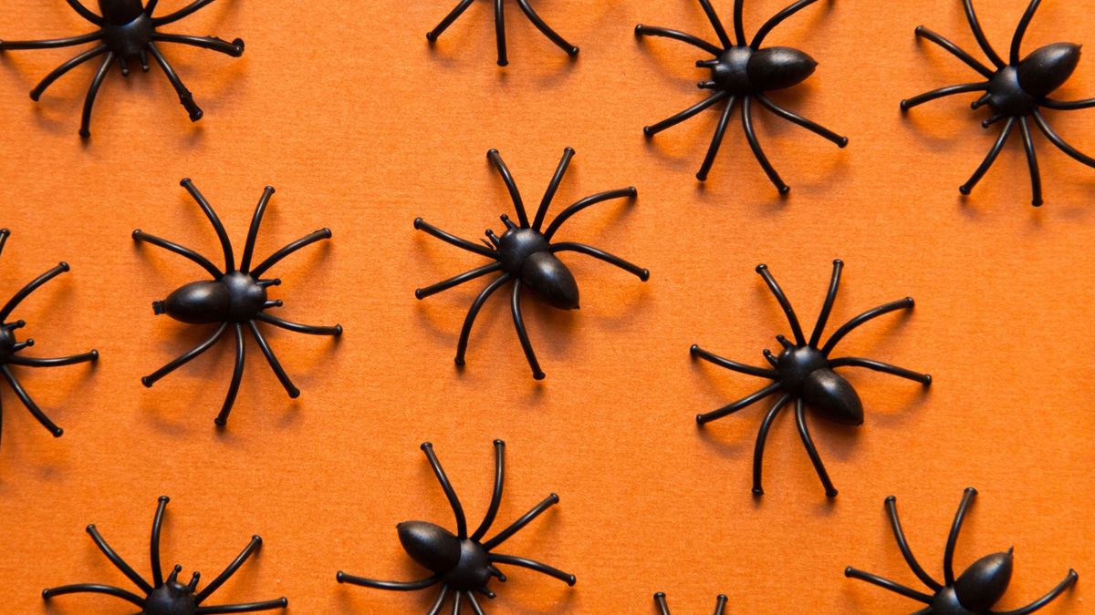 Toy spiders on an orange background