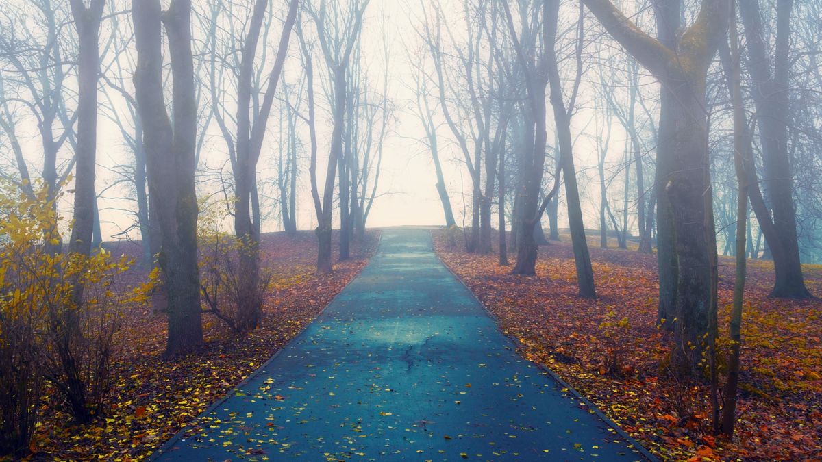 Autumn,Landscape-,Foggy,Autumn,Park,Alley,With,Bare,Trees,And