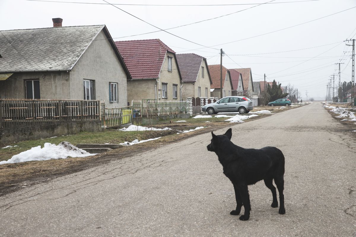agresszív kóbor állatok, kutyák, Tiszaszentimre