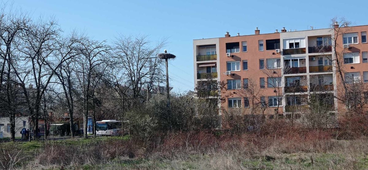 gólya a Tallin városrészbe
