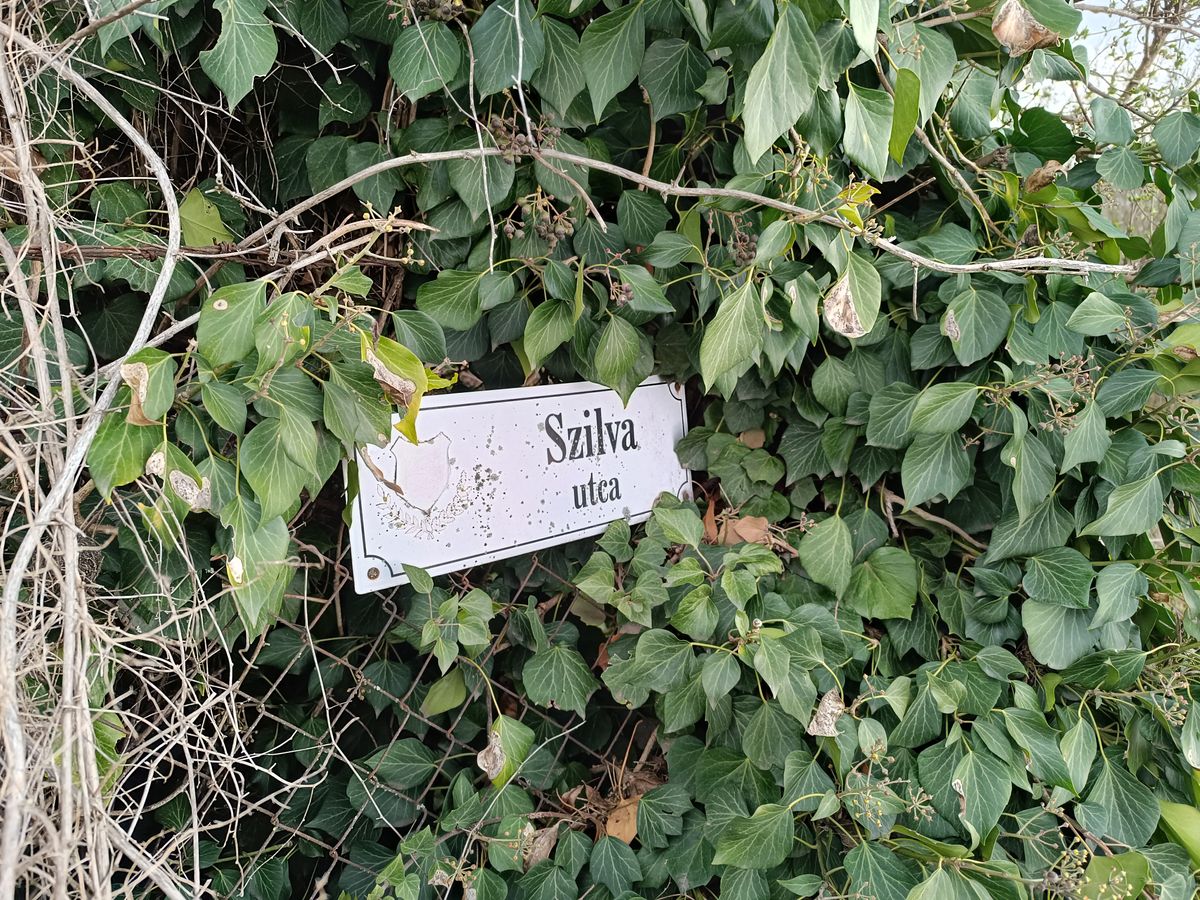 drámai késelés, Abony, Szilva utca, anya, fiú, rendőrség