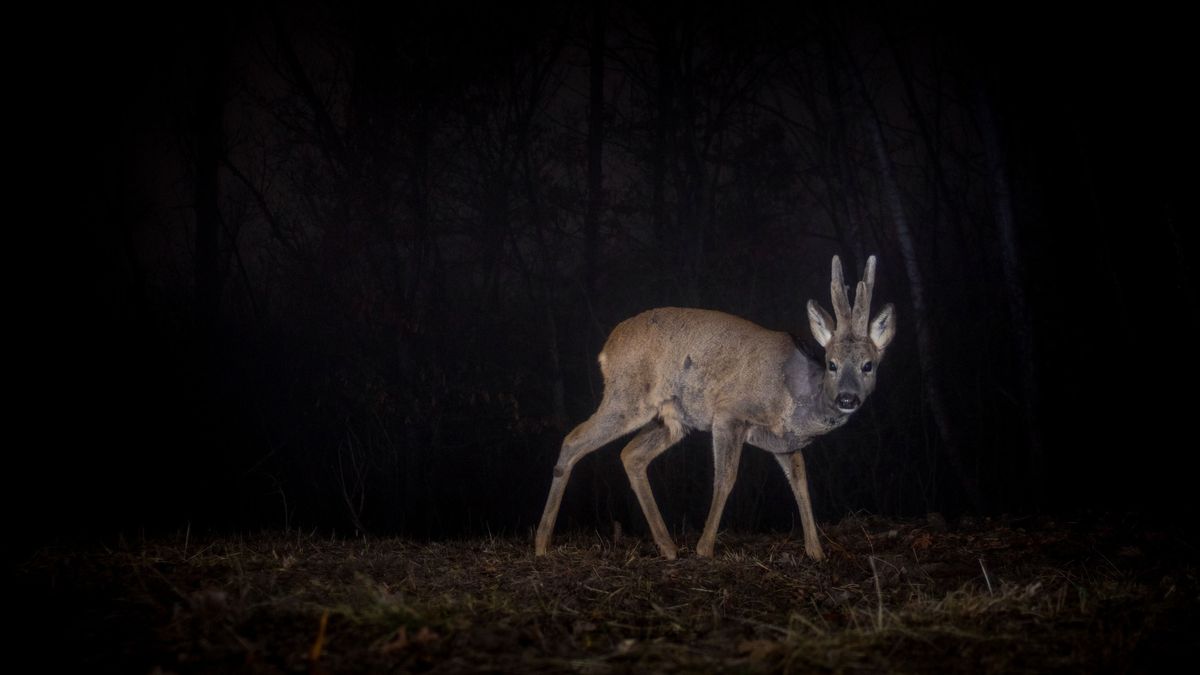 A,Male,Roe,Deer,At,Night,In,The,Forest