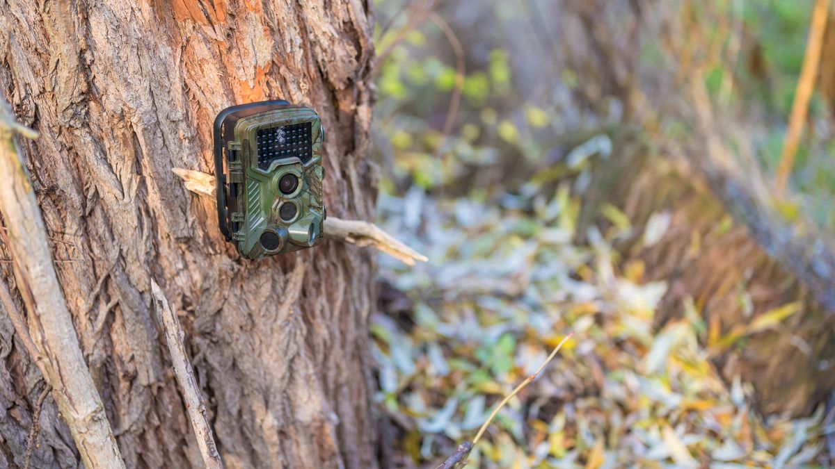 Wild camera on a tree in undergrowth to observe the wildlife