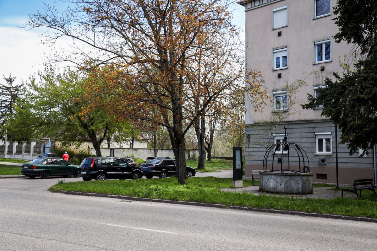 szolnoki kisállatok