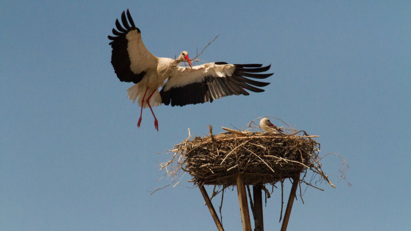 Drámai harcot vett fel egy kamera egy Tisza-tavi gólyafészekben, ahol élet-halál csatát vívtak