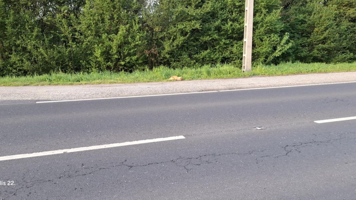 elütött macska
