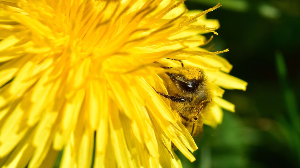Bee,Pollinated,With,Pollen,On,A,Dandelion,Flower