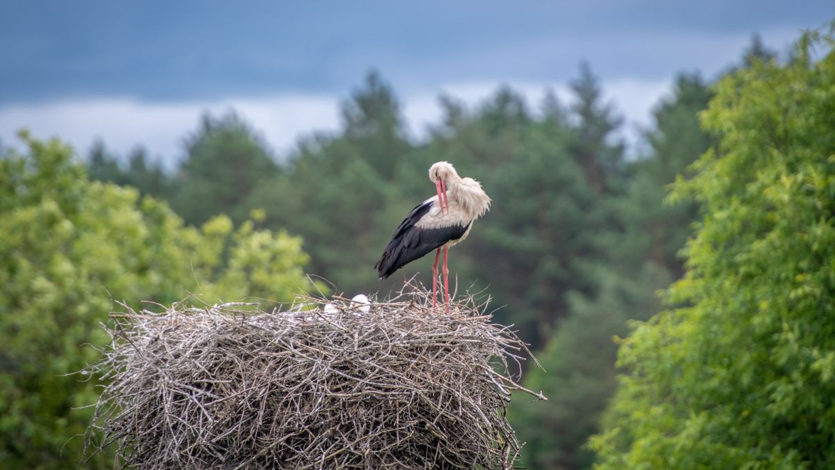 White stock perched on nest