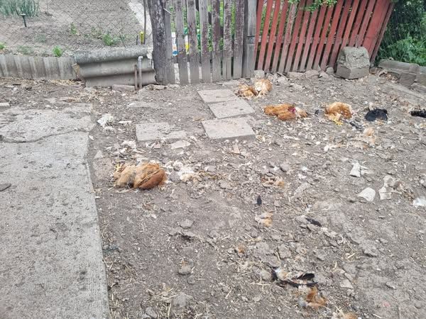 törökszentmiklósi kutyatámadás