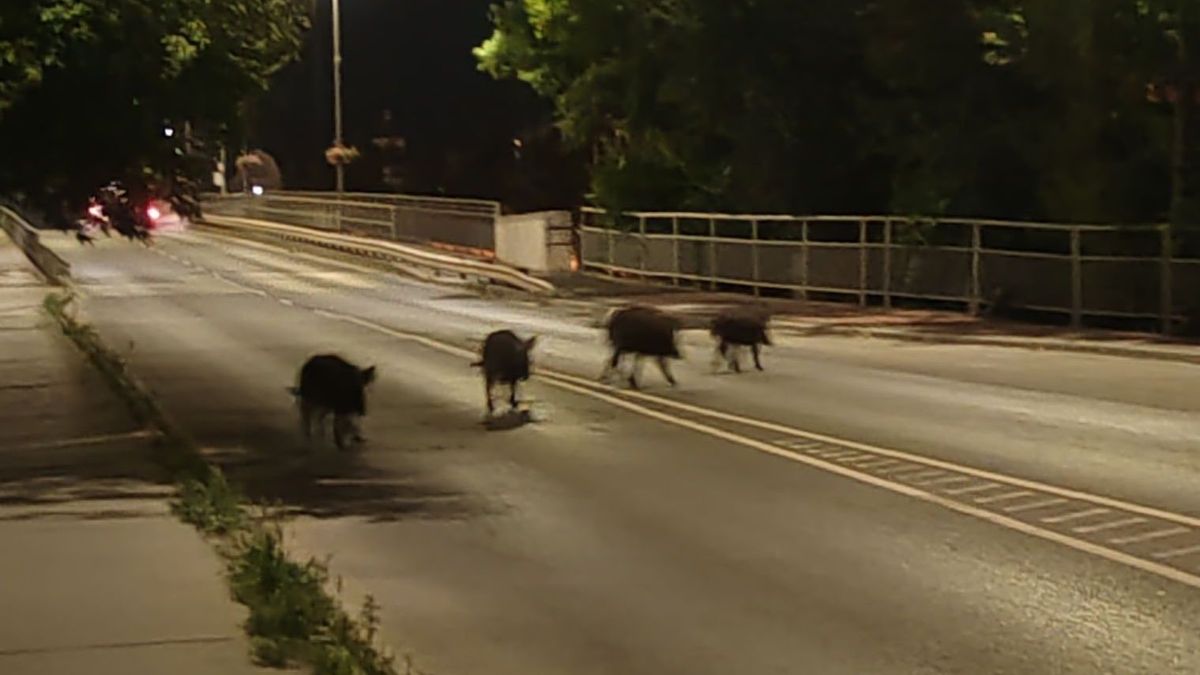 Váratlan meglepetés bújt elő a sötétből, a szemtanúk örültek, hogy akkor épp nem a buszmegállóban várakoztak