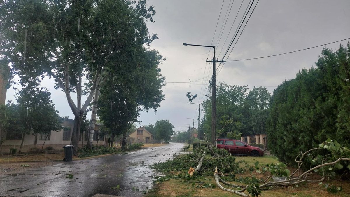 leszakadt gally a Tószegi úton Abonyban