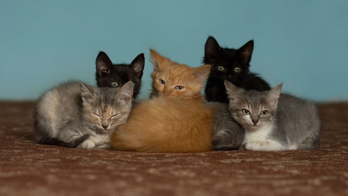 állatmentés szabályai