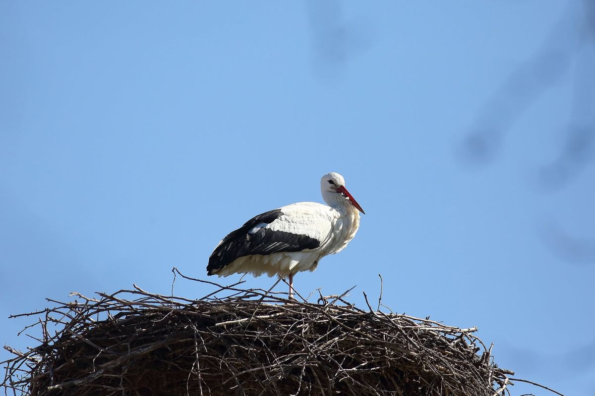 megjöttek a gólyák; fehér gólya Kiskörén, tavasz