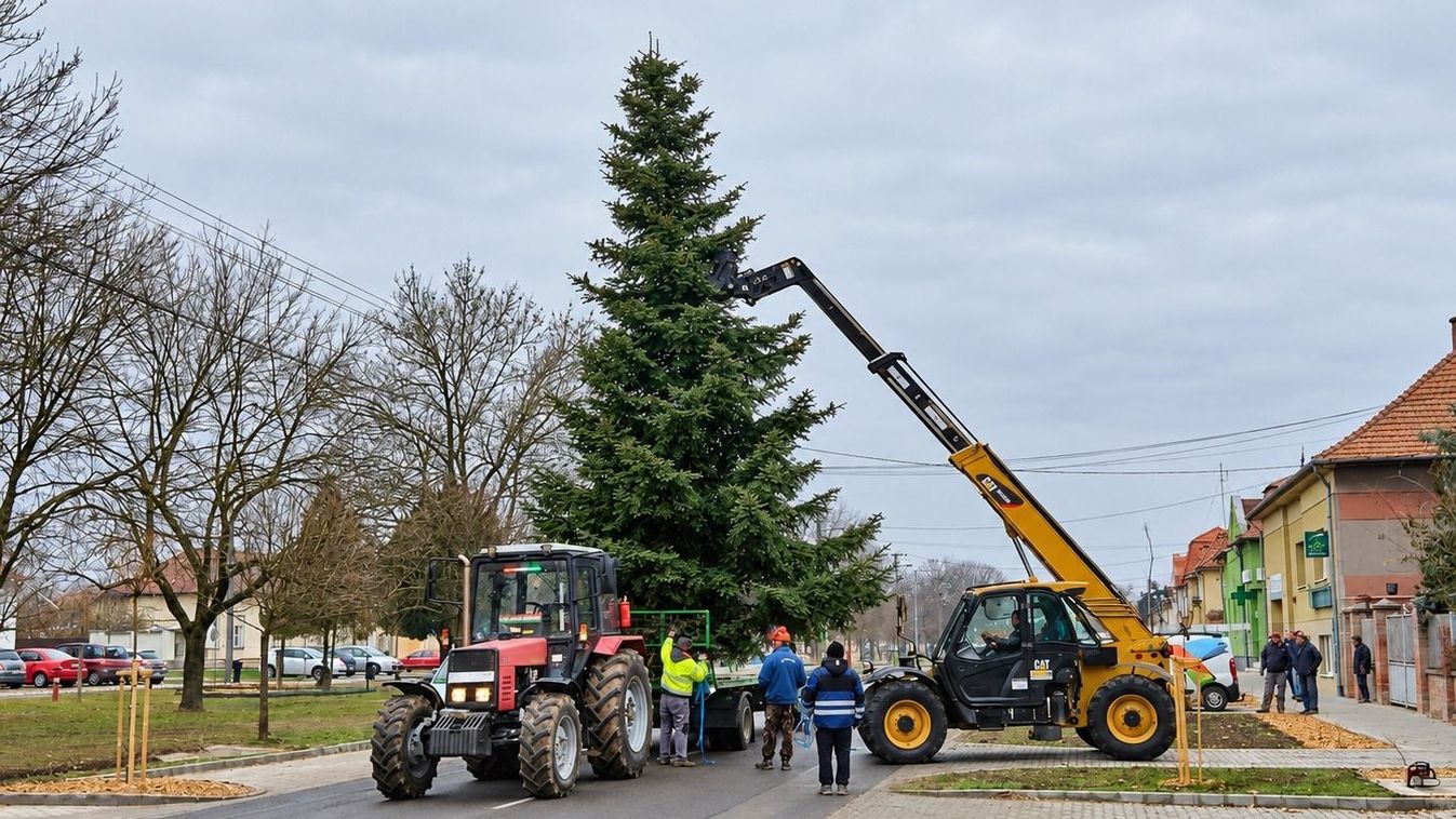 Egy kertből kerülhet a főtérre a város karácsonyfája